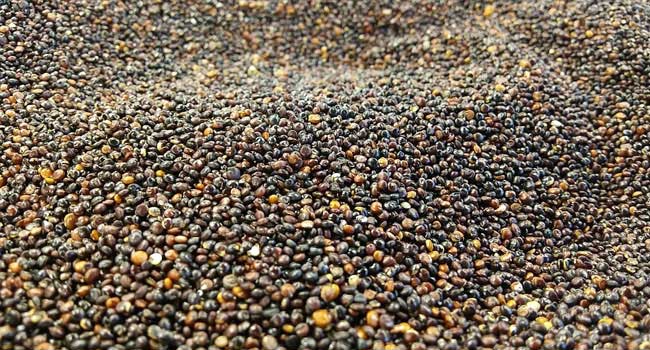 Black Quinoa Meaning in Hindi