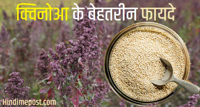 Quinoa Meaning in Hindi
